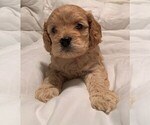 Small Photo #1 Cock-A-Poo Puppy For Sale in MCDONOUGH, GA, USA