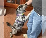 Small #1 Poodle (Standard) Mix