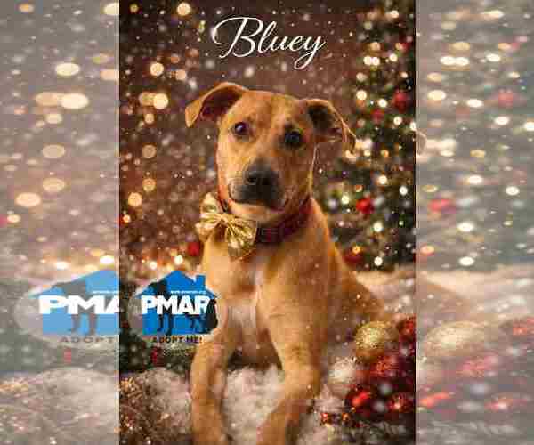 Medium Photo #1 Mutt Puppy For Sale in Binghamton, NY, USA