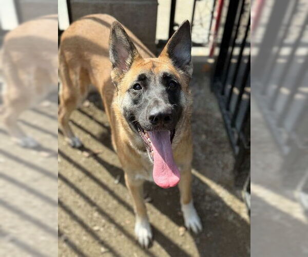 Medium Photo #2 German Shepherd Dog Puppy For Sale in Riverside, CA, USA