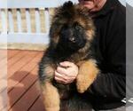 Small #5 German Shepherd Dog