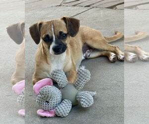 Kevin - Male Chug Dog for Adoption - Photo #4