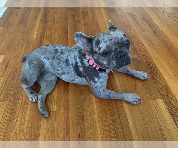 Medium Photo #3 French Bulldog Puppy For Sale in Alexander, AR, USA