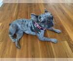 Small #2 French Bulldog