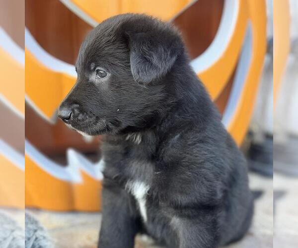Medium Photo #3 Labrador Retriever-Unknown Mix Puppy For Sale in San Diego, CA, USA