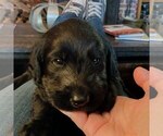 Small Photo #21 Labradoodle Puppy For Sale in NORCO, CA, USA