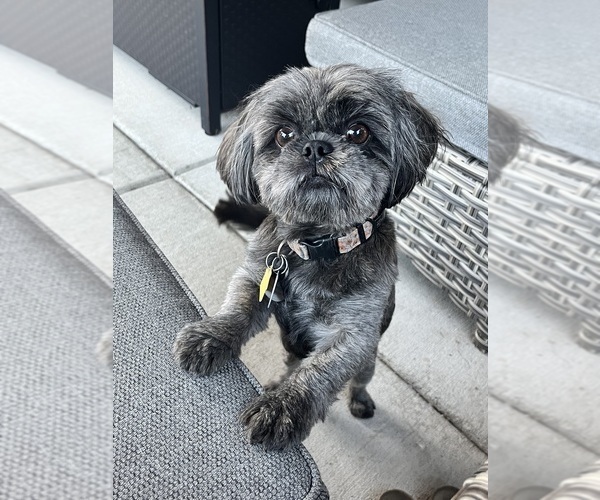 Medium Photo #1 Shih Tzu Puppy For Sale in VANCOUVER, WA, USA