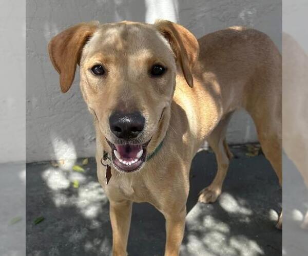 Medium Photo #17 Labrador Retriever-Unknown Mix Puppy For Sale in San Diego, CA, USA
