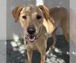 Small Photo #17 Labrador Retriever-Unknown Mix Puppy For Sale in San Diego, CA, USA