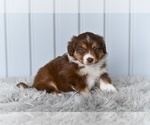 Small #3 Miniature Australian Shepherd