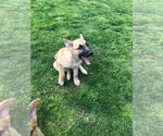 Small #7 German Shepherd Dog