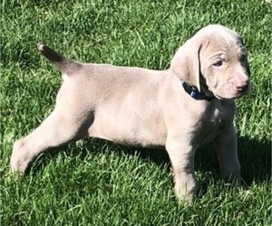 Weimaraner Puppy for sale in PITTSBORO, IN, USA