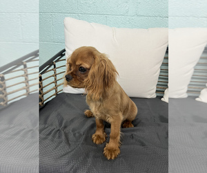 Cavalier King Charles Spaniel Puppy for sale in CINCINNATI, OH, USA