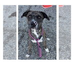 Small Photo #3 Catahoula Leopard Dog-Unknown Mix Puppy For Sale in Mooresville, NC, USA