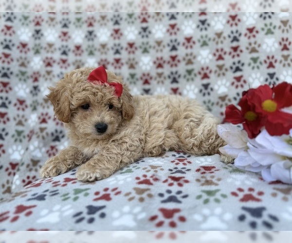 Medium Photo #2 Bichpoo Puppy For Sale in LAKELAND, FL, USA