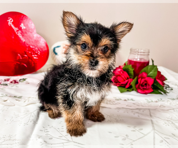 Medium Photo #4 Yoranian Puppy For Sale in WAKARUSA, IN, USA