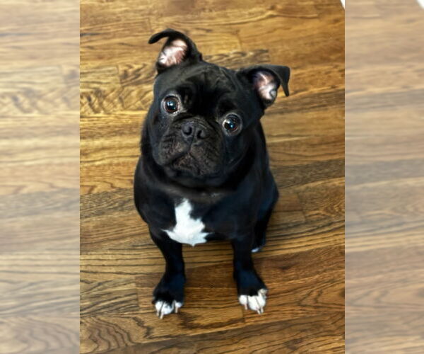 Medium Photo #1 Pug-Unknown Mix Puppy For Sale in East Derry, NH, USA