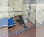 Small #2 Great Dane