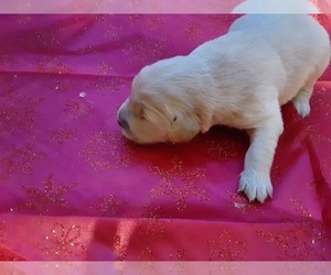 Golden Retriever Puppy for sale in WINCHESTER, NH, USA