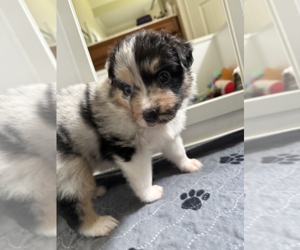 Medium Photo #6 Australian Shepherd Puppy For Sale in GREER, SC, USA