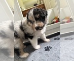 Small Photo #58 Australian Shepherd Puppy For Sale in GREER, SC, USA