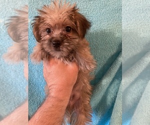 Morkie Puppy for sale in AMSTERDAM, MO, USA