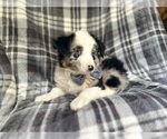 Small #3 Miniature Australian Shepherd