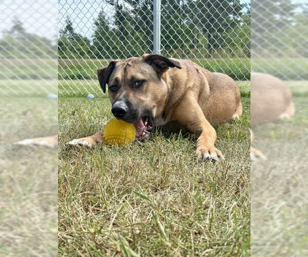 Medium Photo #6 German Shepherd Dog-Unknown Mix Puppy For Sale in Webster, WI, USA