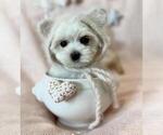 Small #28 Poodle (Toy)