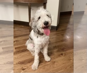 Sheepadoodle Puppy for sale in HUNTINGTON BEACH, CA, USA