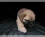 Small Photo #21 Mastiff Puppy For Sale in INDIANAPOLIS, IN, USA