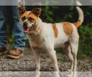 Memphis - Male Shepradors Dog for Adoption - Photo #2