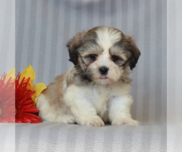 Medium Photo #1 Zuchon Puppy For Sale in NARVON, PA, USA