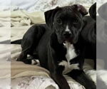 Small #1 Labrador Retriever Mix