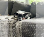 Small #13 Huskies -Labrador Retriever Mix