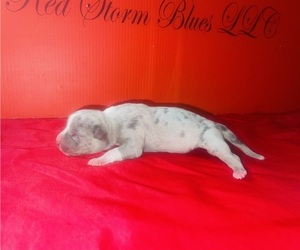 Medium American Bully