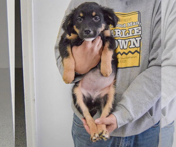 Medium Photo #5 Australian Shepherd-Unknown Mix Puppy For Sale in Huntley, IL, USA