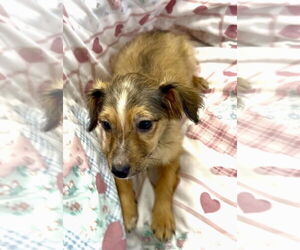 Mutt Dogs for adoption in San Diego, CA, USA