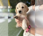 Small #6 Golden Retriever