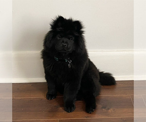 Chow Chow Puppy for sale in OMAHA, NE, USA