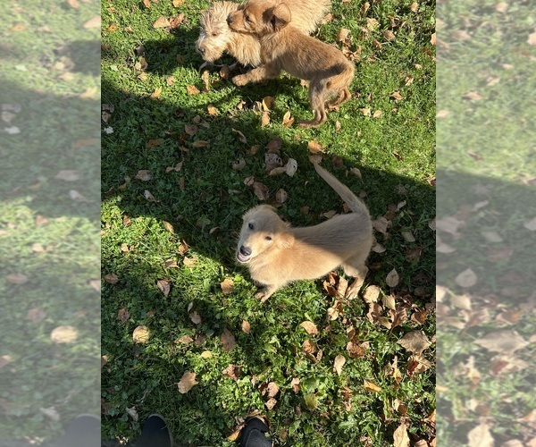 Medium Photo #3 Goldendoodle-Poodle (Miniature) Mix Puppy For Sale in ATHENS, WI, USA