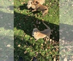Small #2 Goldendoodle-Poodle (Miniature) Mix