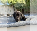 Small #1 Cane Corso
