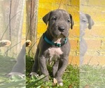 Small #2 Great Dane