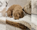 Small Photo #10 Goldendoodle (Miniature) Puppy For Sale in EAGLE MOUNTAIN, UT, USA