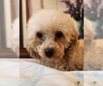 Small Photo #3 Poodle (Miniature) Puppy For Sale in Bon Carbo, CO, USA