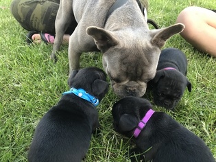 Mother of the French Bulldog puppies born on 04/12/2018
