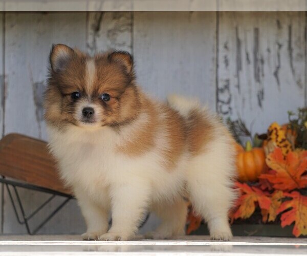 Medium Photo #1 Pomeranian Puppy For Sale in FREDERICKSBG, OH, USA