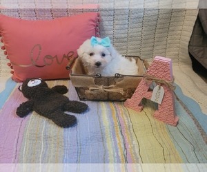 Maltipoo Puppy for sale in GREENWOOD, IN, USA