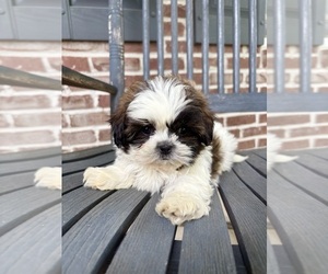 Shih Tzu Puppy for sale in INDIANAPOLIS, IN, USA